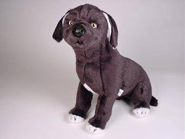 "Alan" Neapolitan Mastiff