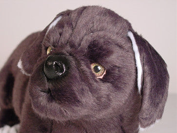 "Pansy" Neapolitan Mastiff