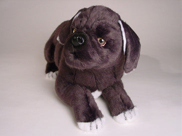 "Pansy" Neapolitan Mastiff