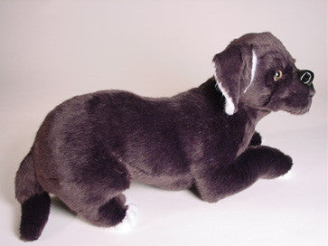 "Pansy" Neapolitan Mastiff