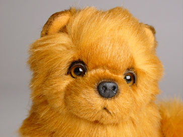 Cinnabear Chow Chow