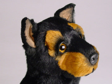 "Diesel" Doberman Pinscher