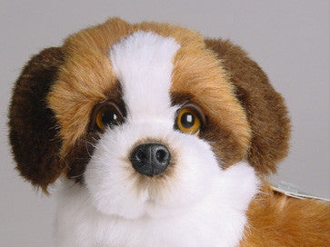 "Beethoven" Saint Bernard