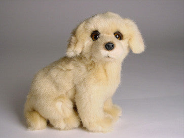 "Cali" Golden Retriever