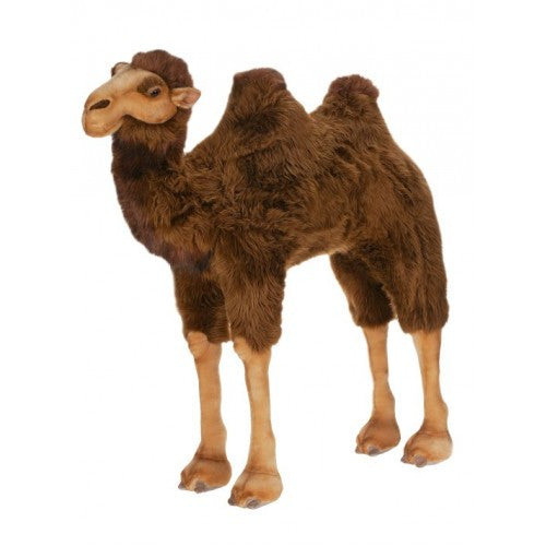 "Humpty" Camel