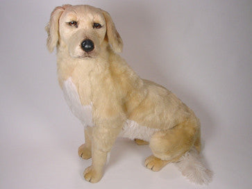 "Shadow" Golden Retriever