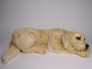 "Roya" Golden Retriever