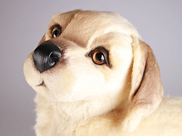 "Buddy" Golden Retriever
