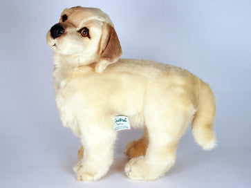 "Buddy" Golden Retriever