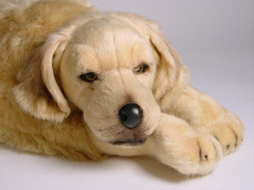 "Walden" Golden Retriever