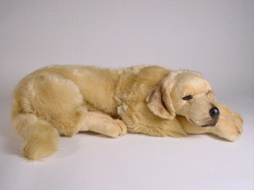 "Walden" Golden Retriever