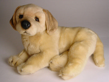 "Conan" Golden Retriever