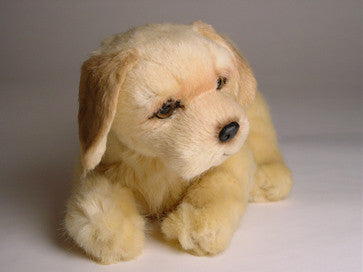 "Tucker" Golden Retriever