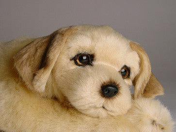 "Cheeseburger" Golden Retriever