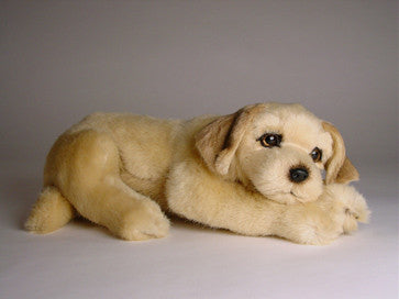 "Cheeseburger" Golden Retriever
