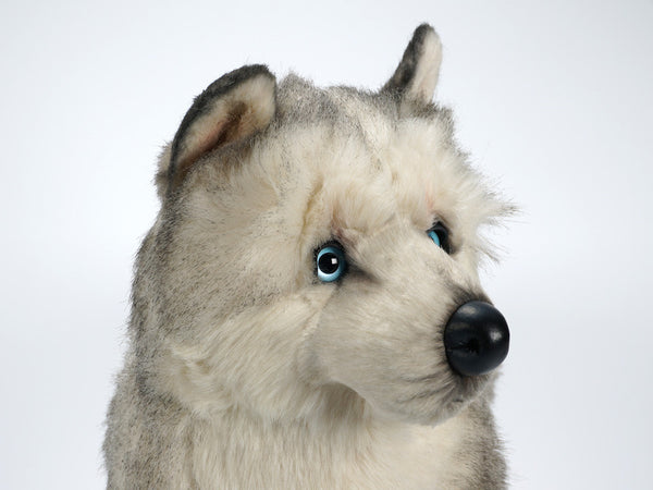 "Jiro" Husky
