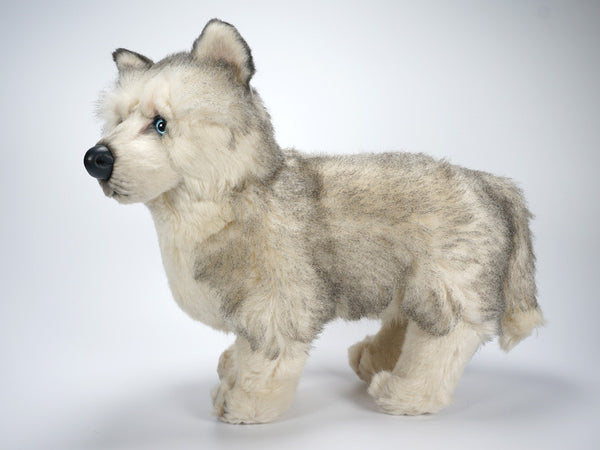 "Jiro" Husky