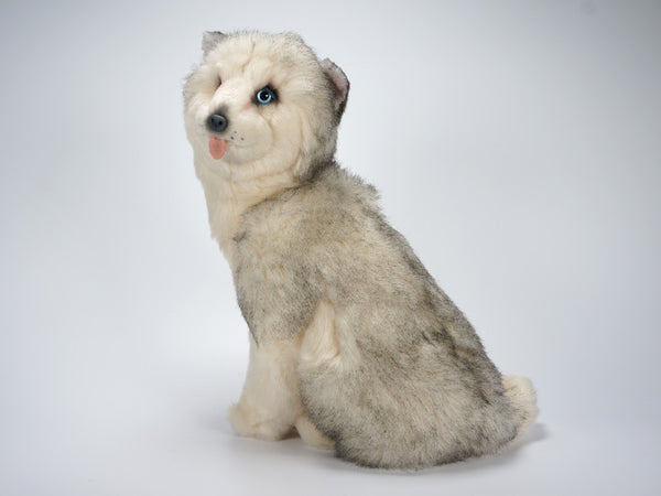 "Taro" Husky