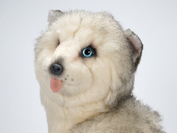 "Taro" Husky