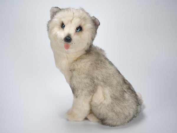 "Taro" Husky