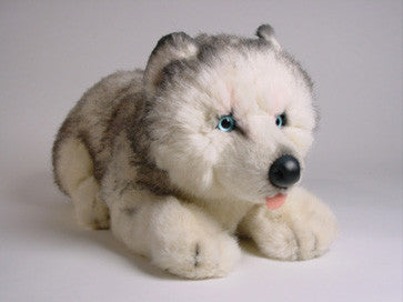 "Paws" Husky