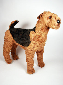 "Davie" Airedale Terrier