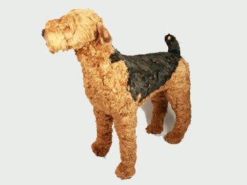 "Davie" Airedale Terrier