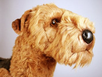 "Davie" Airedale Terrier