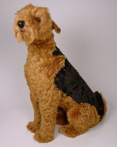 "Duke" Airedale Terrier