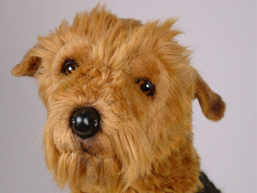 "Duke" Airedale Terrier