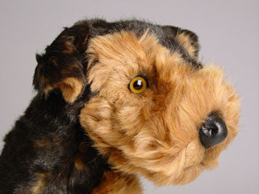 "Tarzan" Airedale Terrier Dog