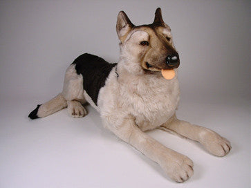 "Mate" German Shepherd