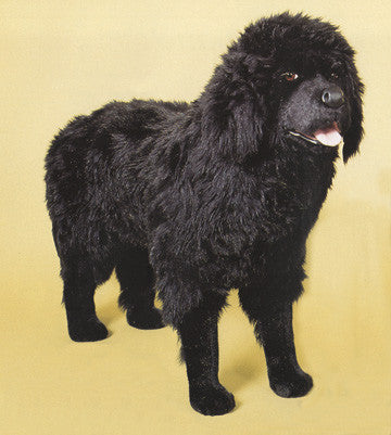 "Thunder" Newfoundland