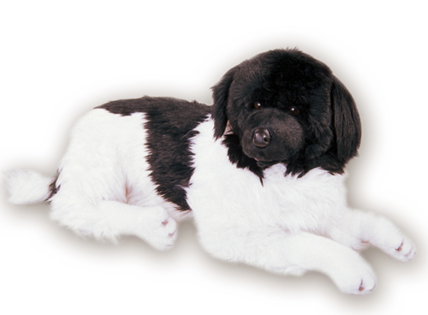 "Rigel" Newfoundland