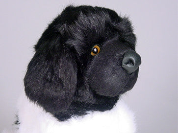 "Brumus" Newfoundland