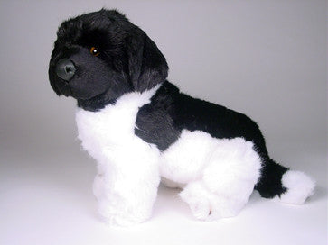 "Brumus" Newfoundland