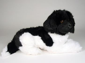 "Carlo" Newfoundland