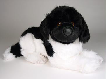 "Carlo" Newfoundland