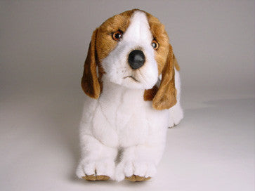 "Odie" Beagle