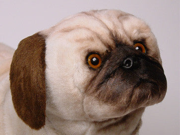 "Frank" Pug
