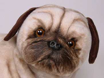 "Hugh" Pug