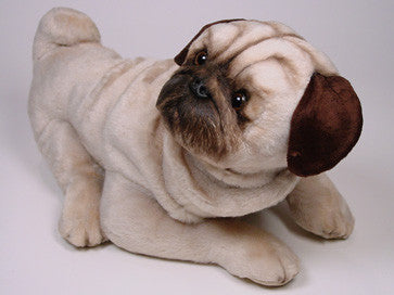 "Hugh" Pug