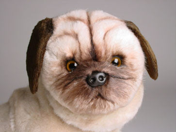 "Jessica" Pug