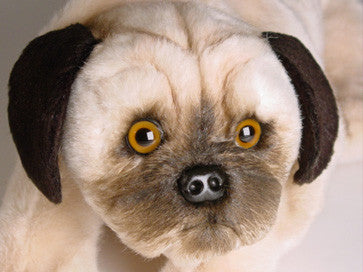 "Pompey" Pug