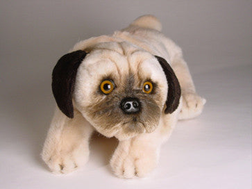 "Pompey" Pug