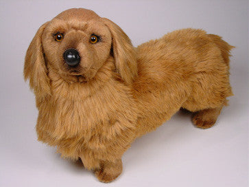 "Chanel" Dachshund