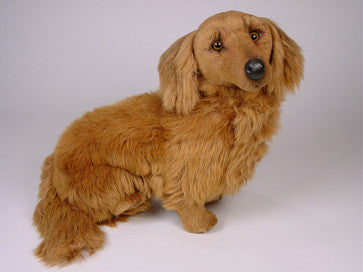 "Helena" Dachshund