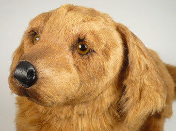"Digger" Dachshund