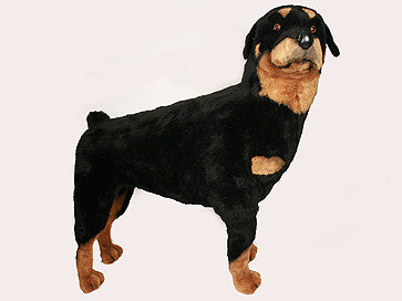 "Arnold" Rottweiler