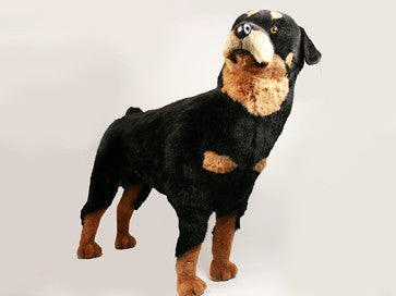 "Arnold" Rottweiler